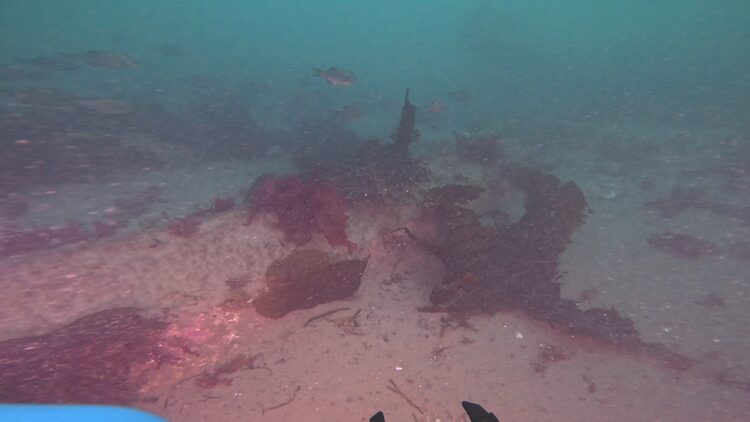 Structure reef, image 6
