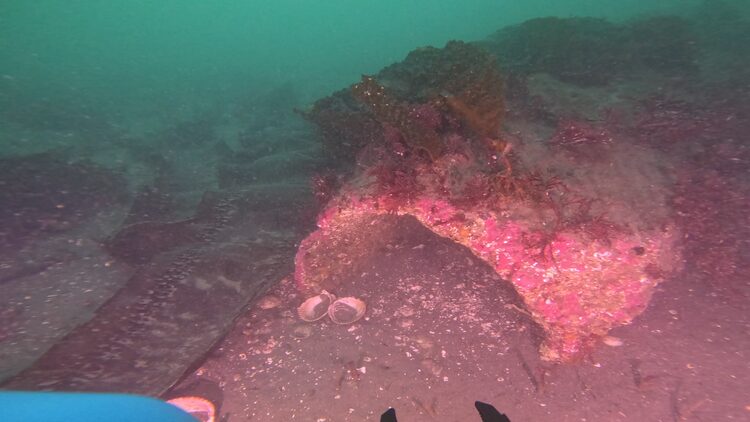 Structure reef, image 8