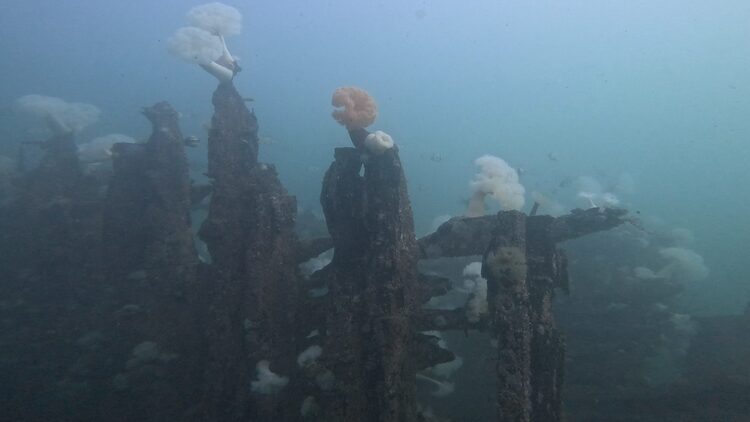 Wreck of the Ranger, image 8