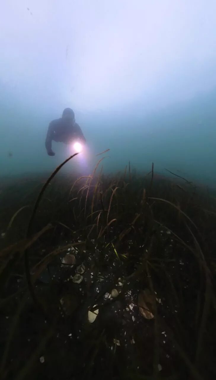 Ground truth free-drive over the seagrass bed
